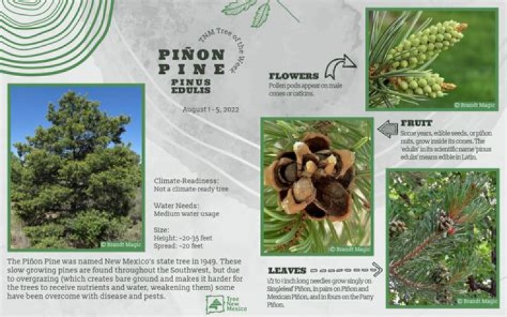 How long do pinon trees live