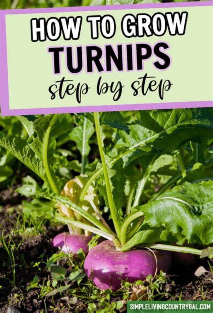 How long do turnips take to grow in NZ?