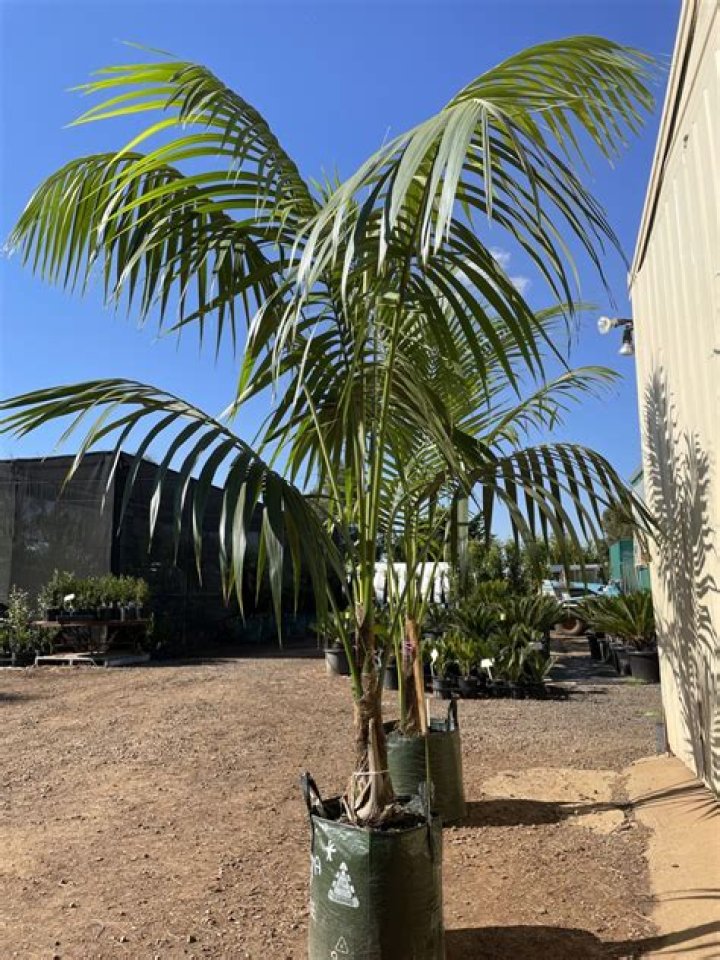 How long does a Kentia palm take to grow