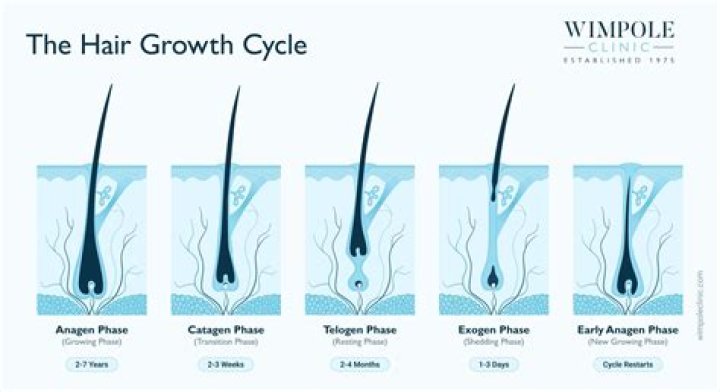 How long does hair grow per week?