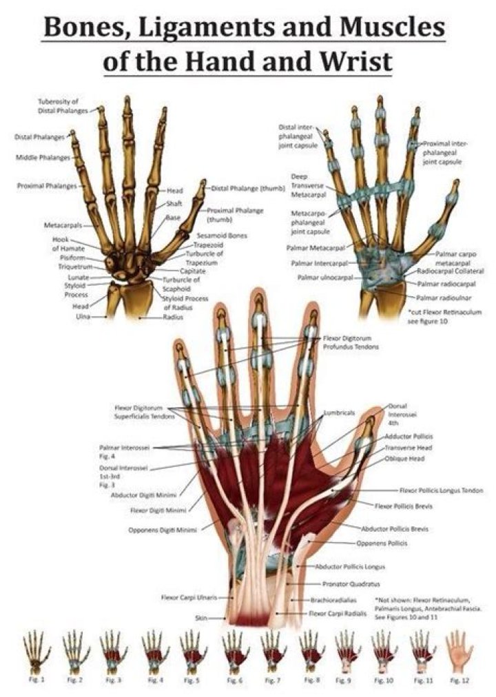 How many bones are in a finger