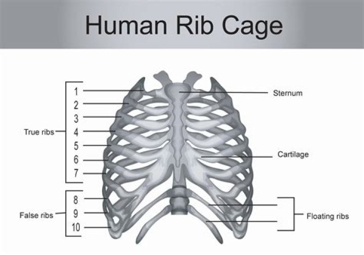 How many ribs are connected to the sternum