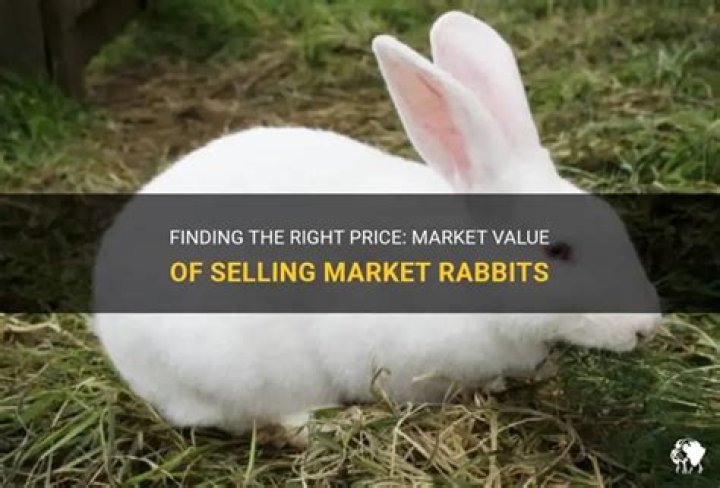 How much do market rabbits sell for?
