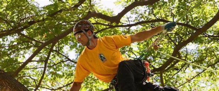 How much do tree trimmers make