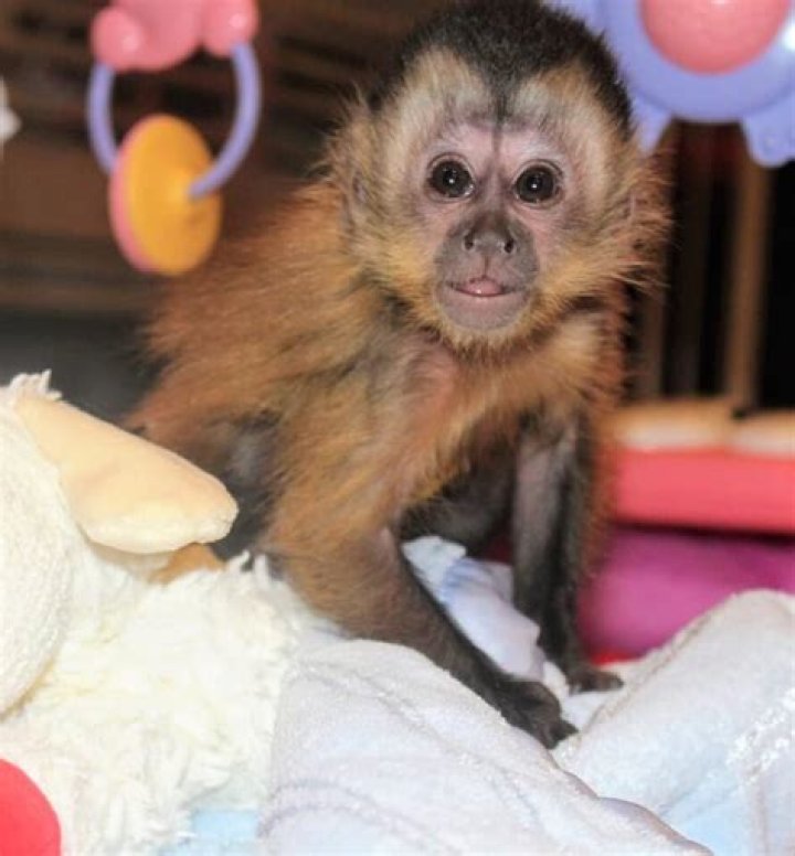 How much does a baby capuchin monkey cost?
