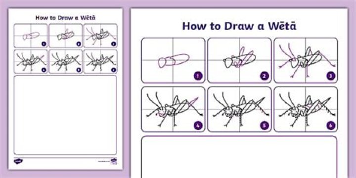 How much does a Weta trimaran cost?