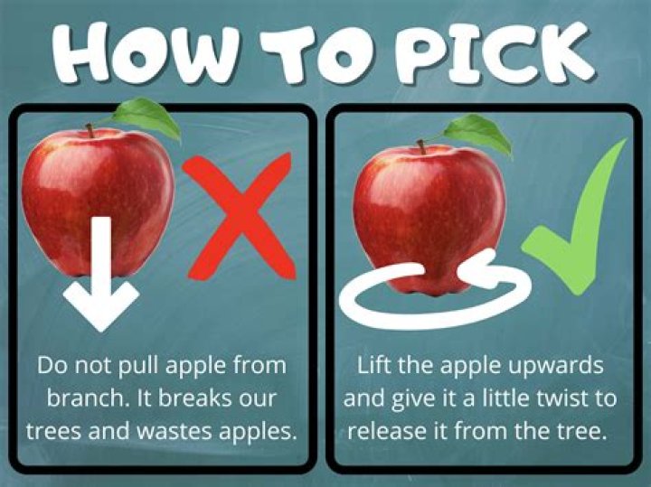 How much does it cost to pick apples at an orchard?