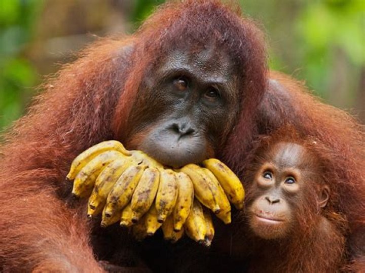 How much does it cost to see the orangutans in Borneo?