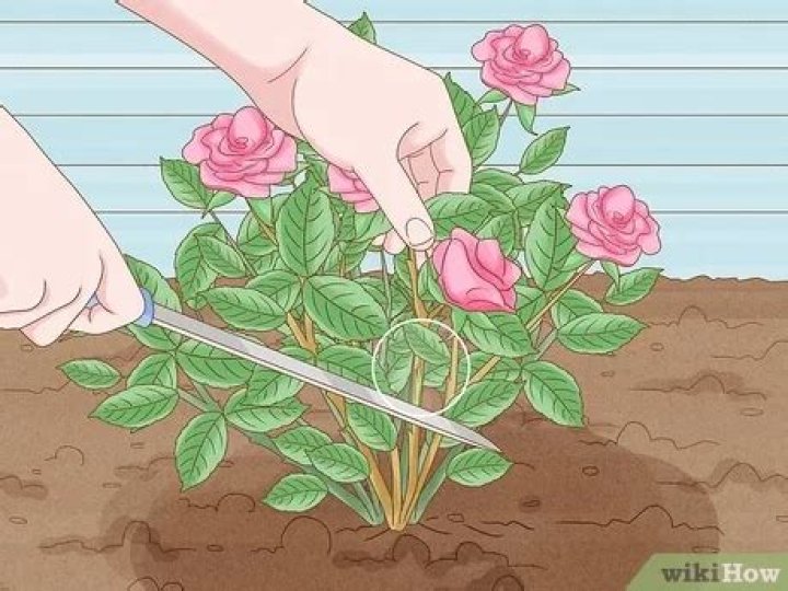 How much is a rose bush