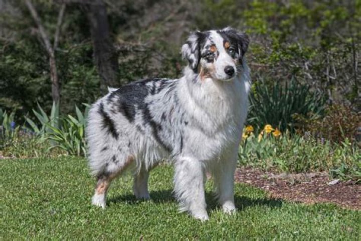 How much is an Australian Shepherd in Texas?