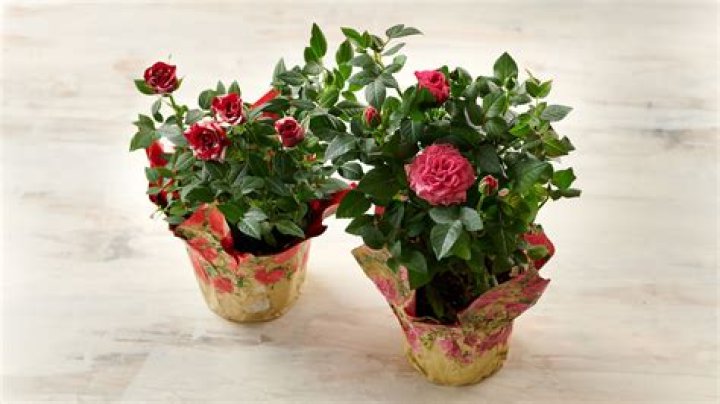 How often should I water mini potted roses