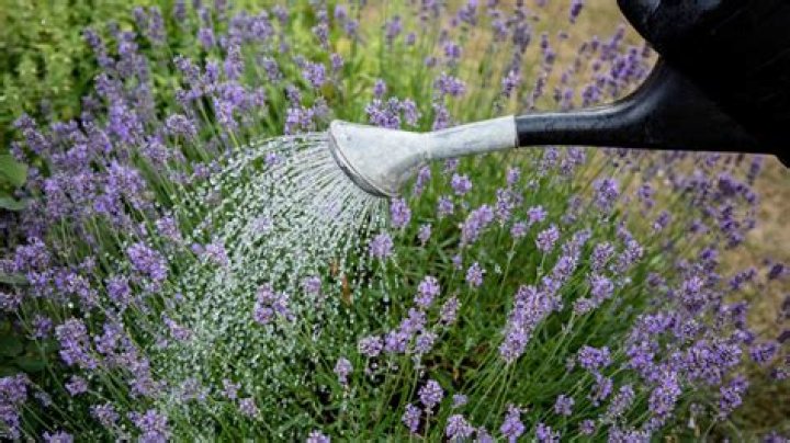 How often should you water Spanish lavender?