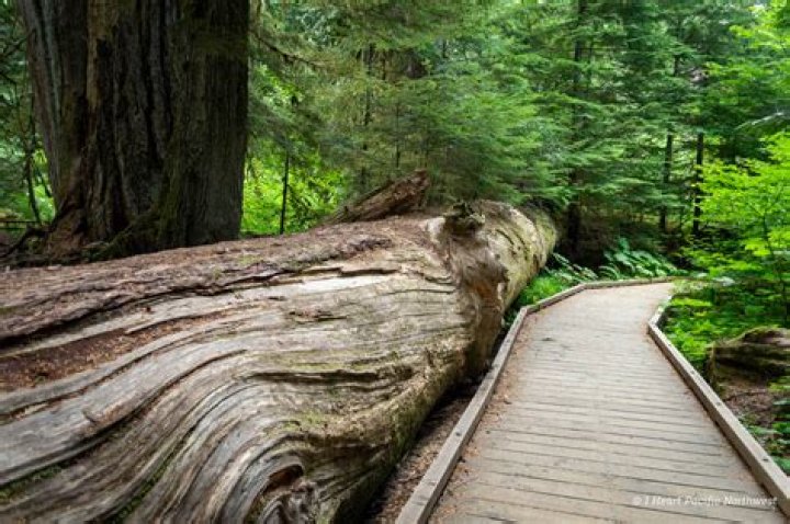How old are the trees in the Grove of the Patriarchs