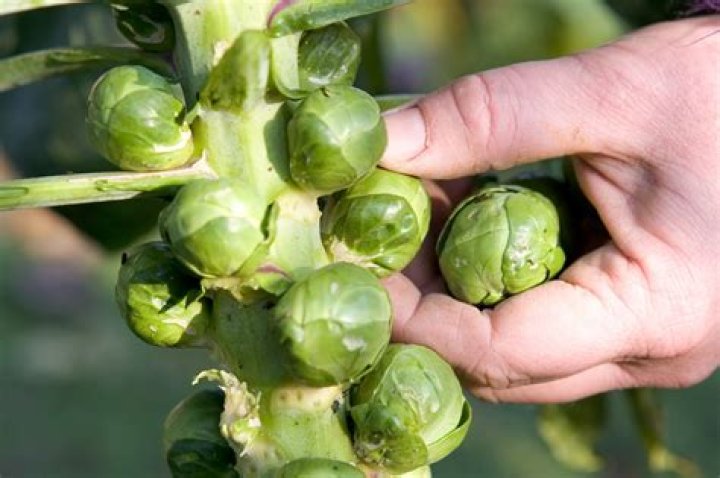 How should brussel sprouts be stored