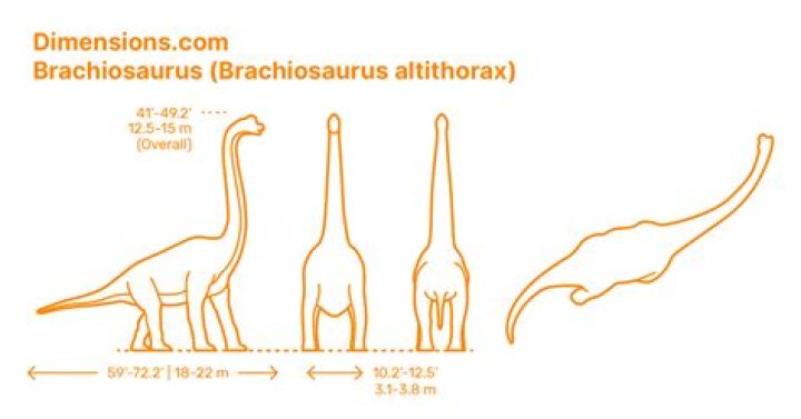 How tall is a Brachiosaurus in feet?