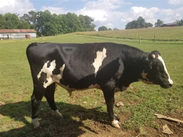 How tall is a Holstein bull