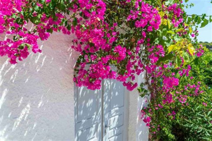Is Bougainvillea native to California