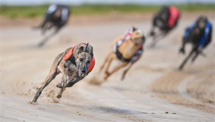 Is Greyhound Australia still running?