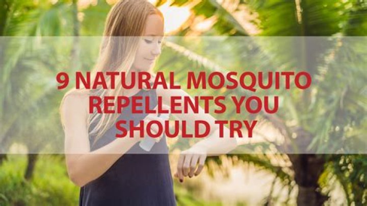Is Mint a natural mosquito repellent
