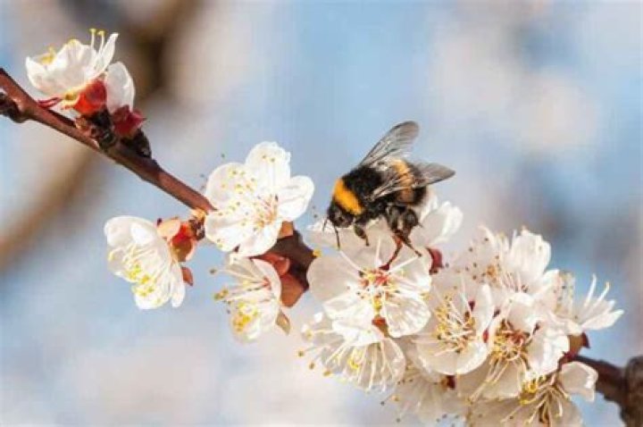 Is Moorpark Apricot self pollinating?