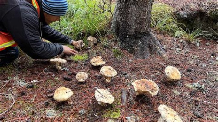 Is mushroom foraging illegal?