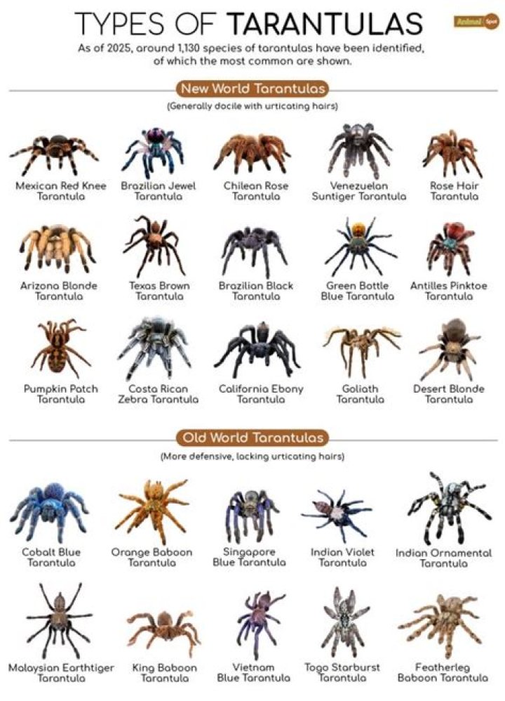 Is perlite bad for tarantulas?