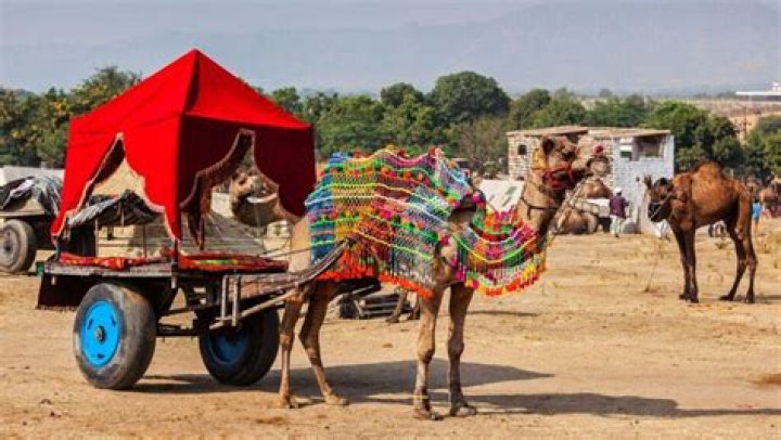 Is Pushkar Camel fair worth visiting?