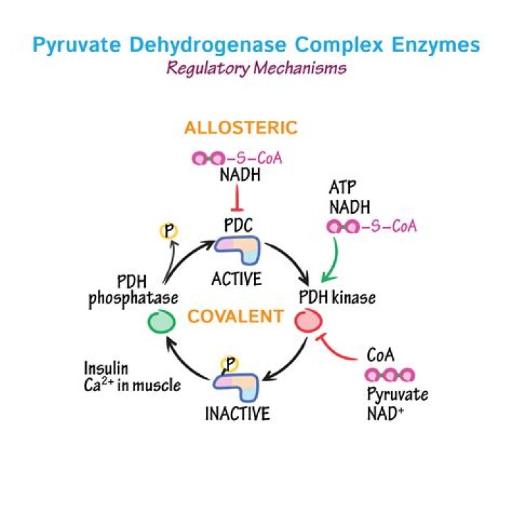 Is pyruvate dehydrogenase a multienzyme complex?