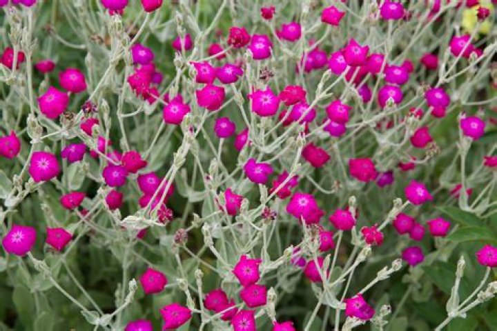 Is Rose Campion edible