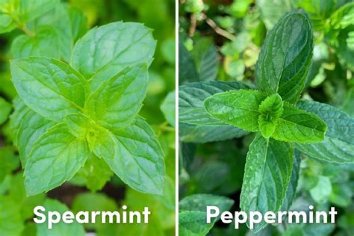 Is Spearmint a stimulant
