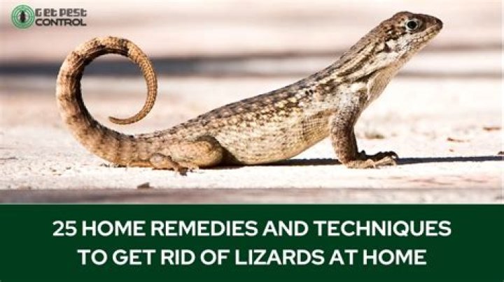 Is there any humane way to get rid of lizards?
