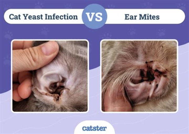Is Tresaderm used for ear mites