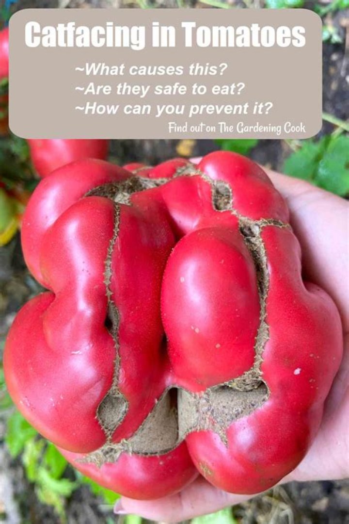 Should I remove Catfacing tomatoes?