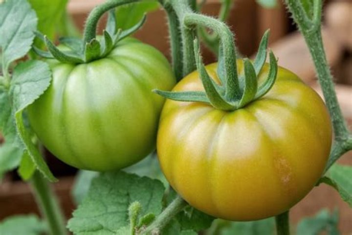 Should I trim my tomato plants