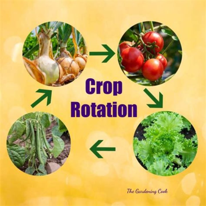 Should you do crop rotation on tomatoes?