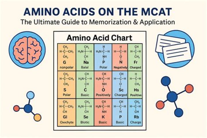Should you memorize amino acids for MCAT?