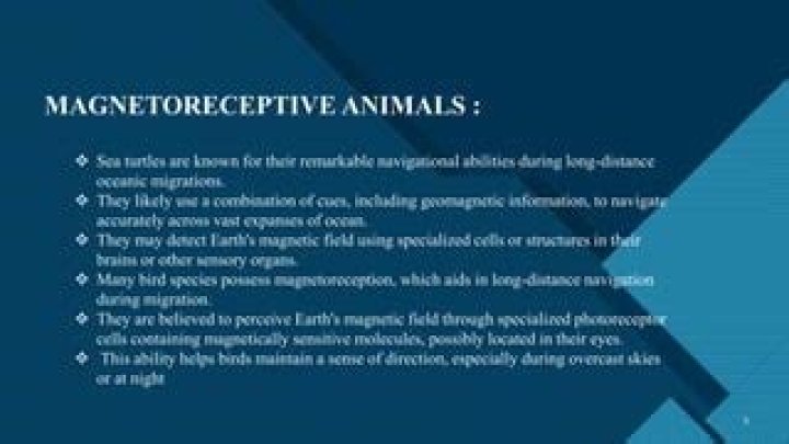 What 3 animals have great magnetoreception?
