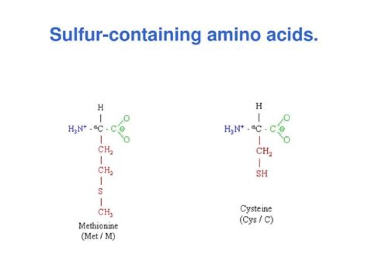 What amino acids have sulfur?