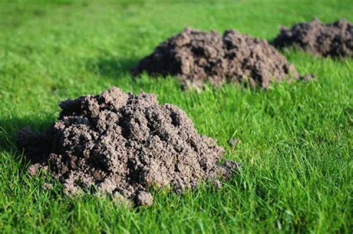 What animal makes large mounds of dirt