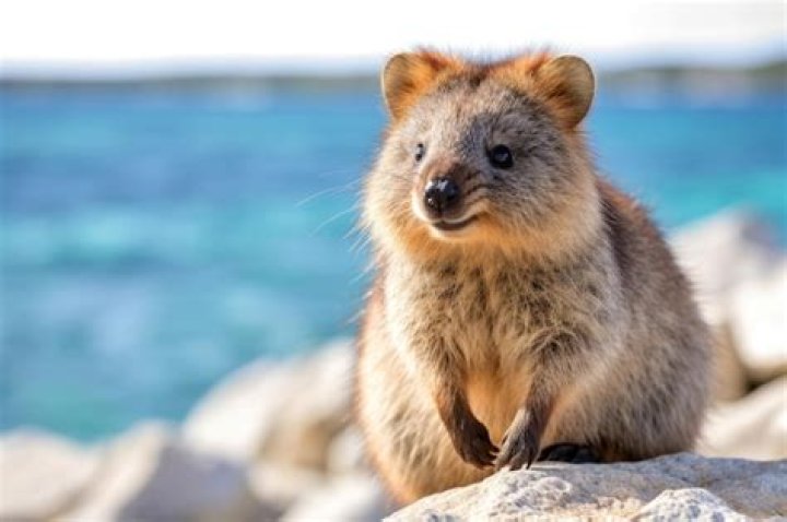 What animals live on Rottnest Island?