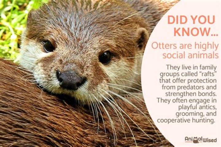 What are 5 interesting facts about otters?