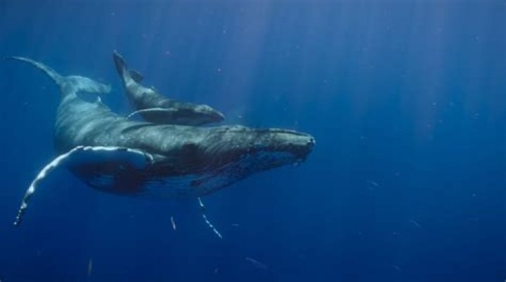 What are blue whale babies called?