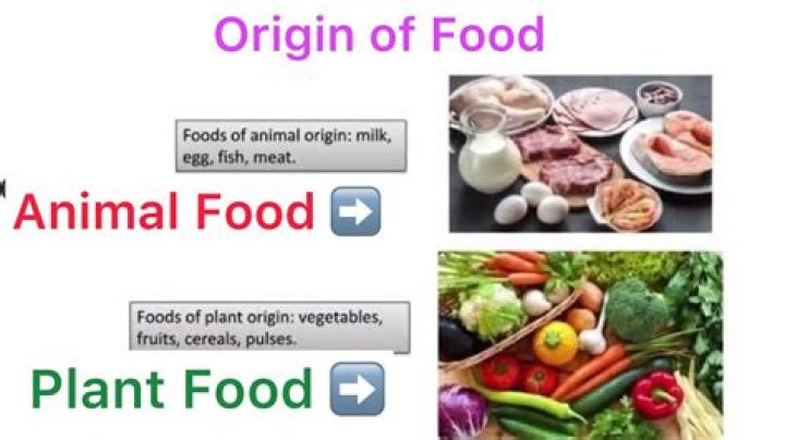What are derivatives of vegetable origin