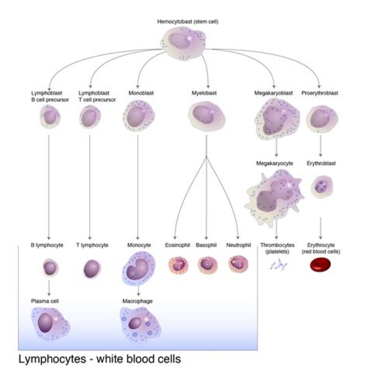 What are lymphocytes and what do they do?