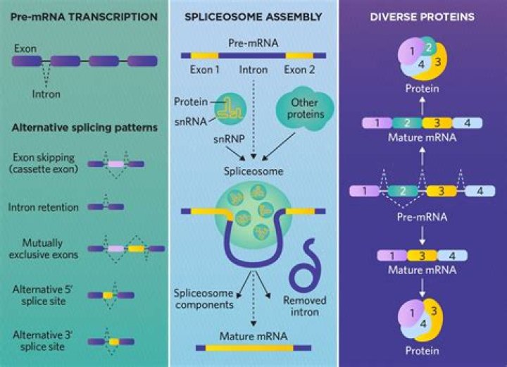 What are myosin isoforms