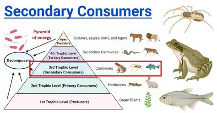 What are some examples of toponyms?