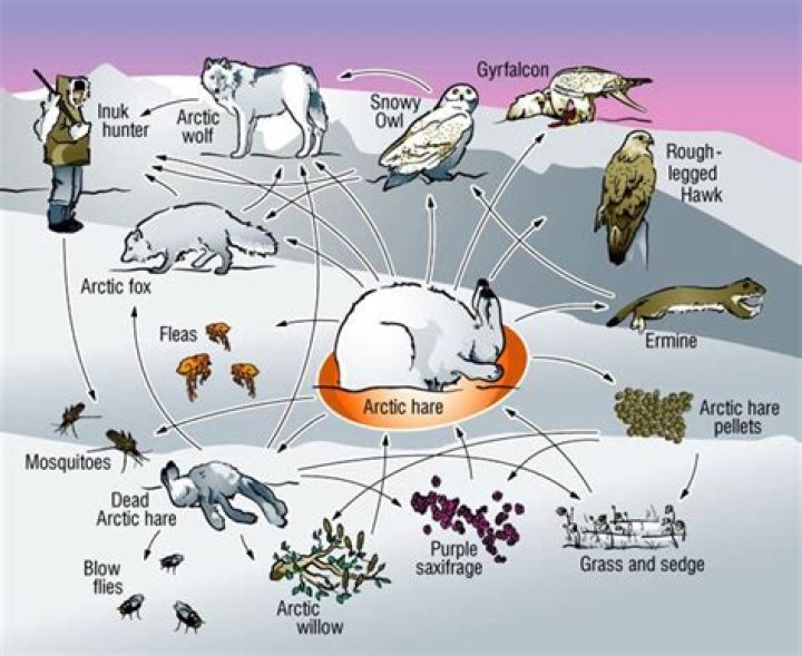 What are some producers and consumers in the Arctic tundra?