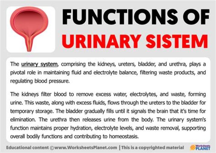 What are the 4 main functions of the urinary system?