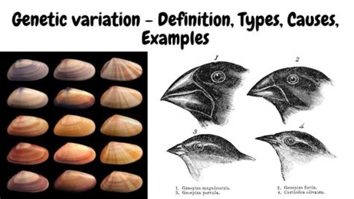 What are the 5 sources of genetic variation?