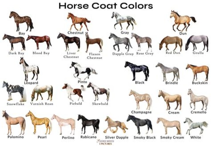 What are the basic horse colors?